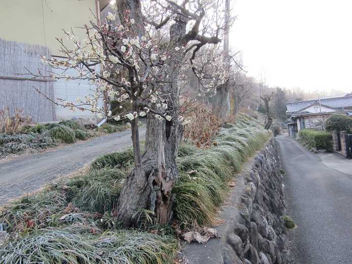 春の朝 薬師堂だより 楽天ブログ