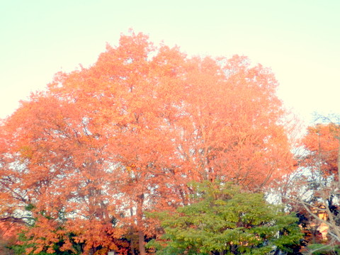 クヌギの紅葉