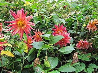 n--IMG_0475.jpg