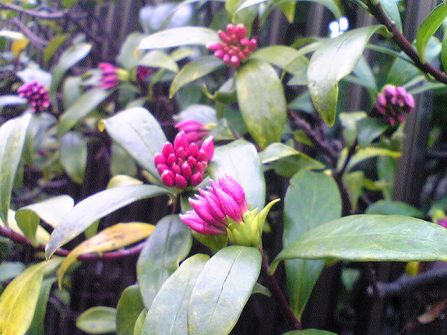 沈丁花