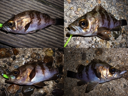 １月2日メバル まとめ