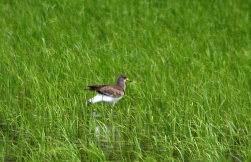 ケリ　27.6.01-5_edited-1.jpg