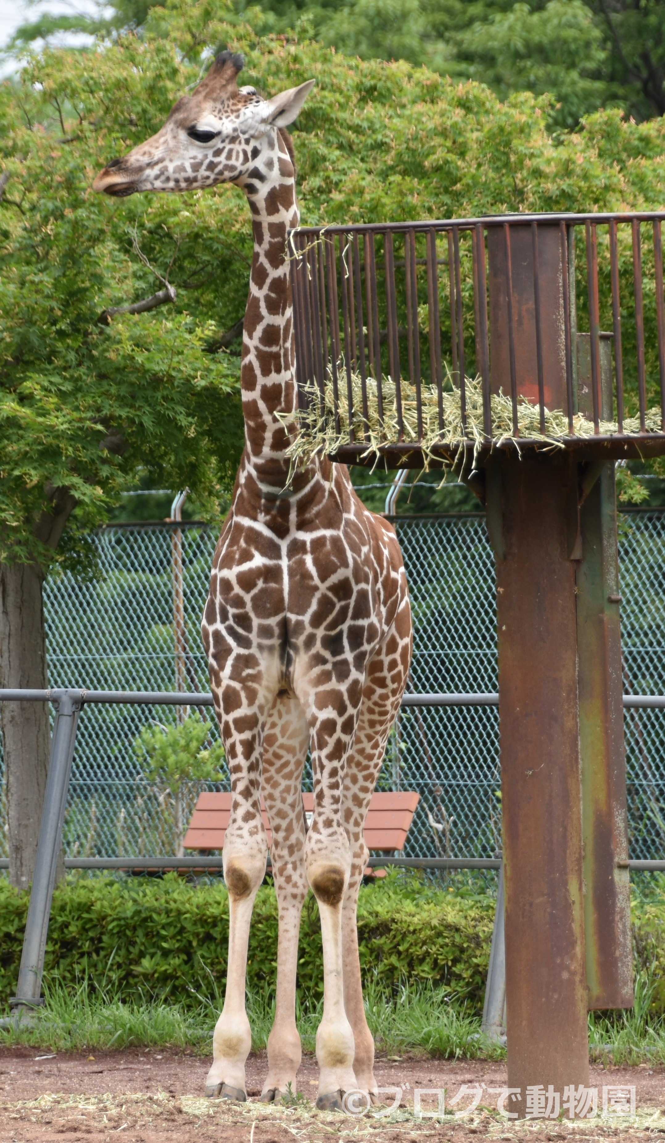 アミメキリン ブログで動物園 楽天ブログ