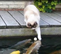 猫と鯉２.jpg