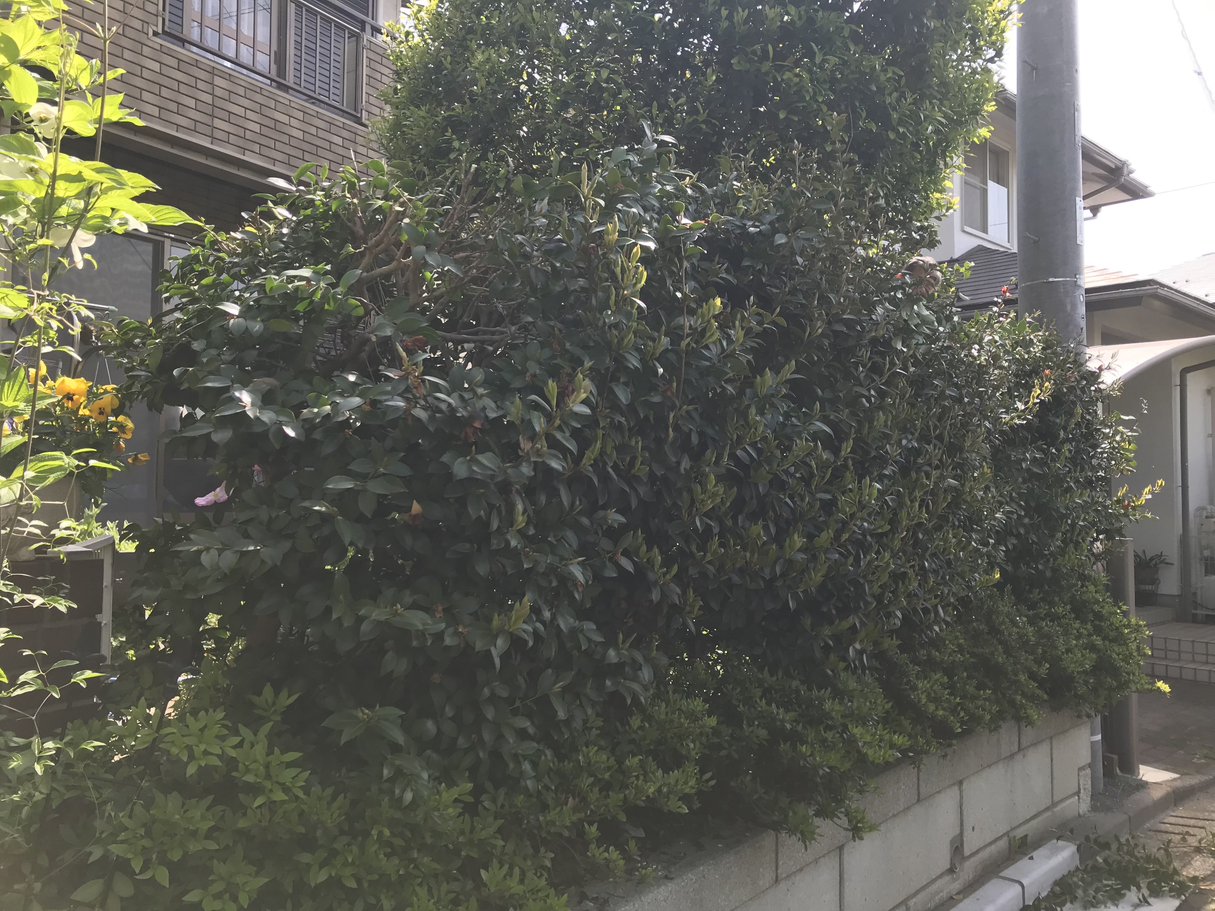 夫と垣根の山茶花とツツジの剪定をしました Music Land 私の庭の花たち 楽天ブログ