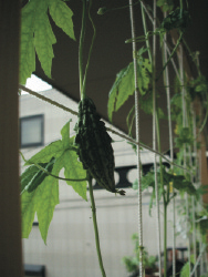 Chibigoya02 Chibigoya02