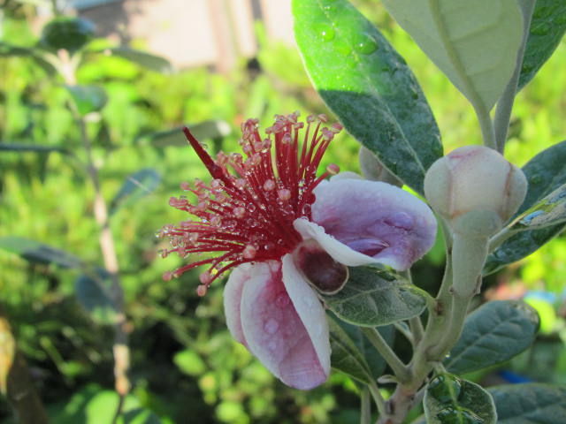 フェイジョアの花（トライアンフ）