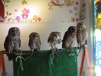 20150731_月島・フクロウのみせ45大きなフクロウたち - コピー.JPG