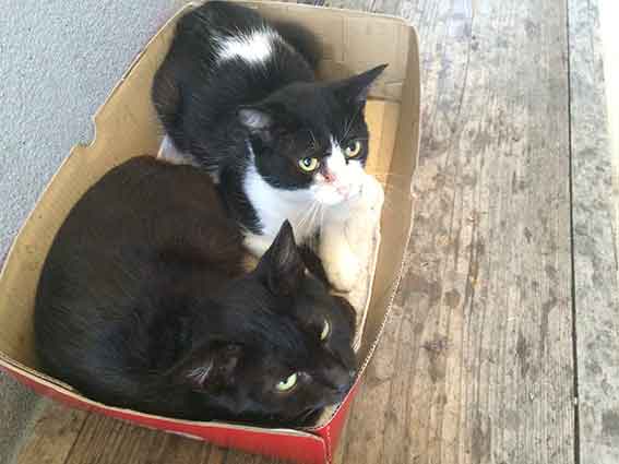 我が家のニャンコ♪2015/9/20-3