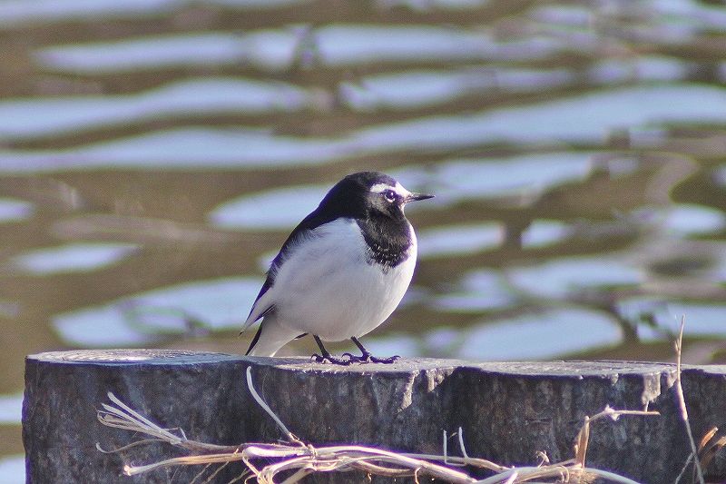 IMG_2589 (800x533).jpg