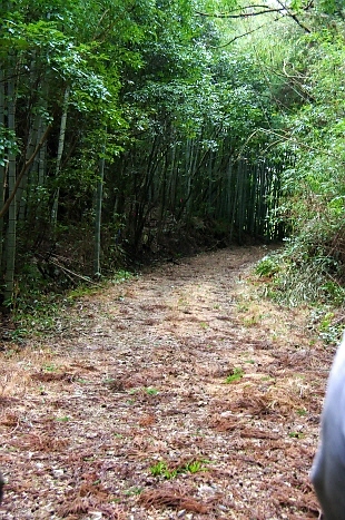 152.竹藪の中、ループは続く