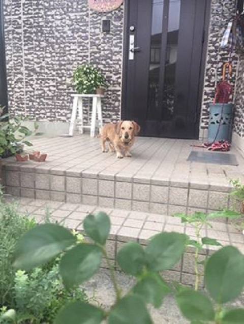 リッキーお見送り１.jpg