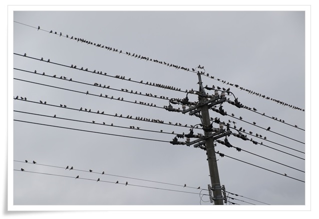 瑞樹団地-12 スズメとムクドリ-1 16.1.9