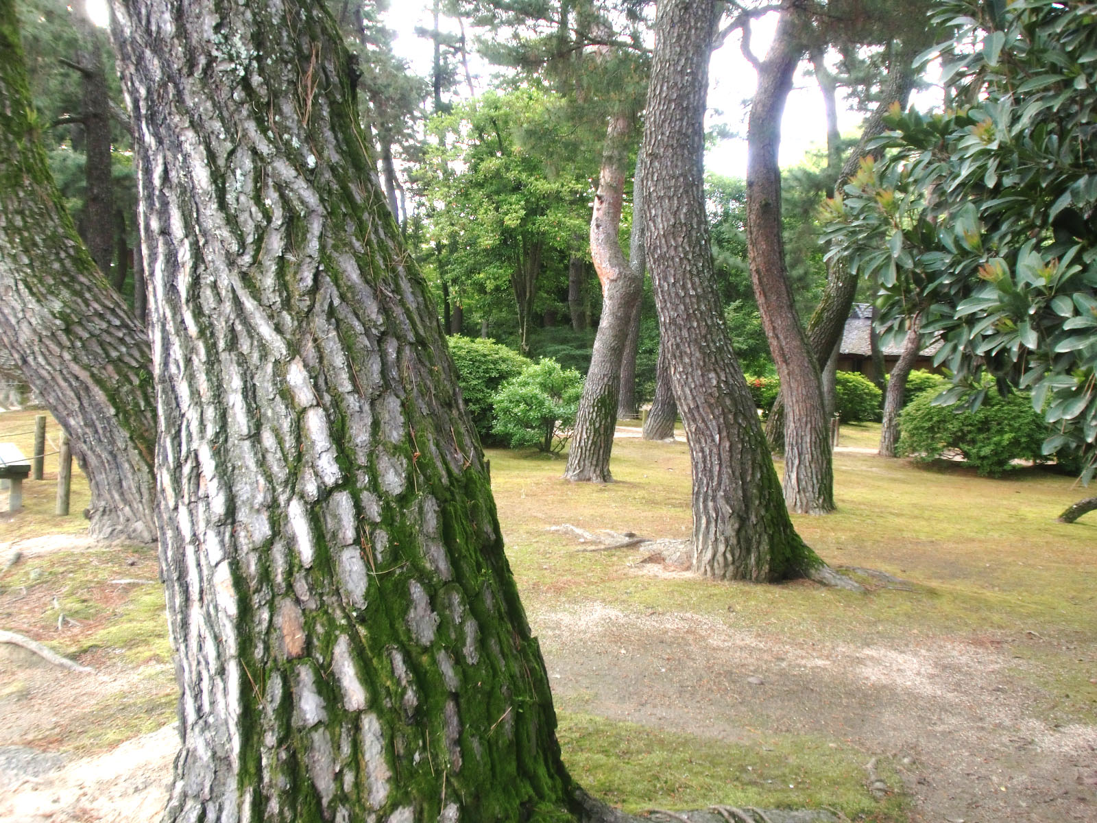 補整済 CIMG2890 岡山後楽園　松 blog  .jpg