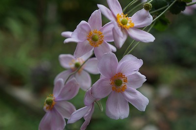 DSC03763.jpg