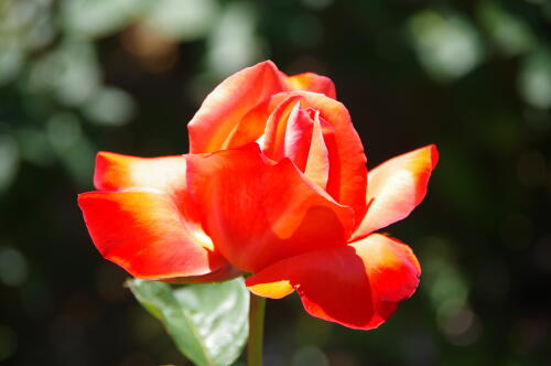 谷津バラ園のバラの花