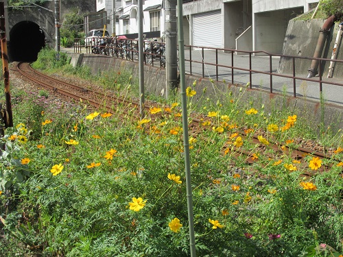 l両城第二踏切近辺の花