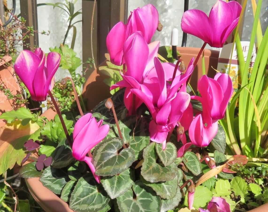 3ページ目の 我家で咲く花たち だい のひとりごと 楽天ブログ 3ページ目の 我家で咲く花たち だい のひとりごと 楽天ブログ