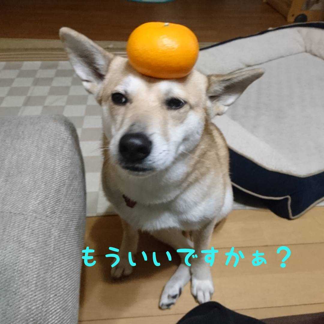 あず ビアビコ家の保護犬たち 楽天ブログ