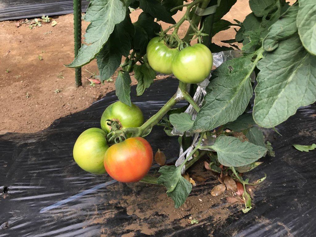 トマトに防鳥糸を張りました 植木屋の三代目をやってます村野園のブログです 楽天ブログ