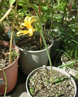黄色のリコリスの開花 ミックスのミニチューリップの球根の植付け のんびりガーデニング 楽天ブログ