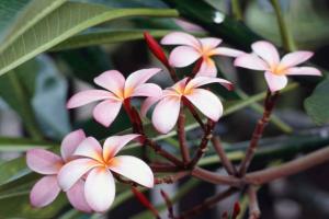 Frangipani+Flowers_convert_20140329091740.jpg