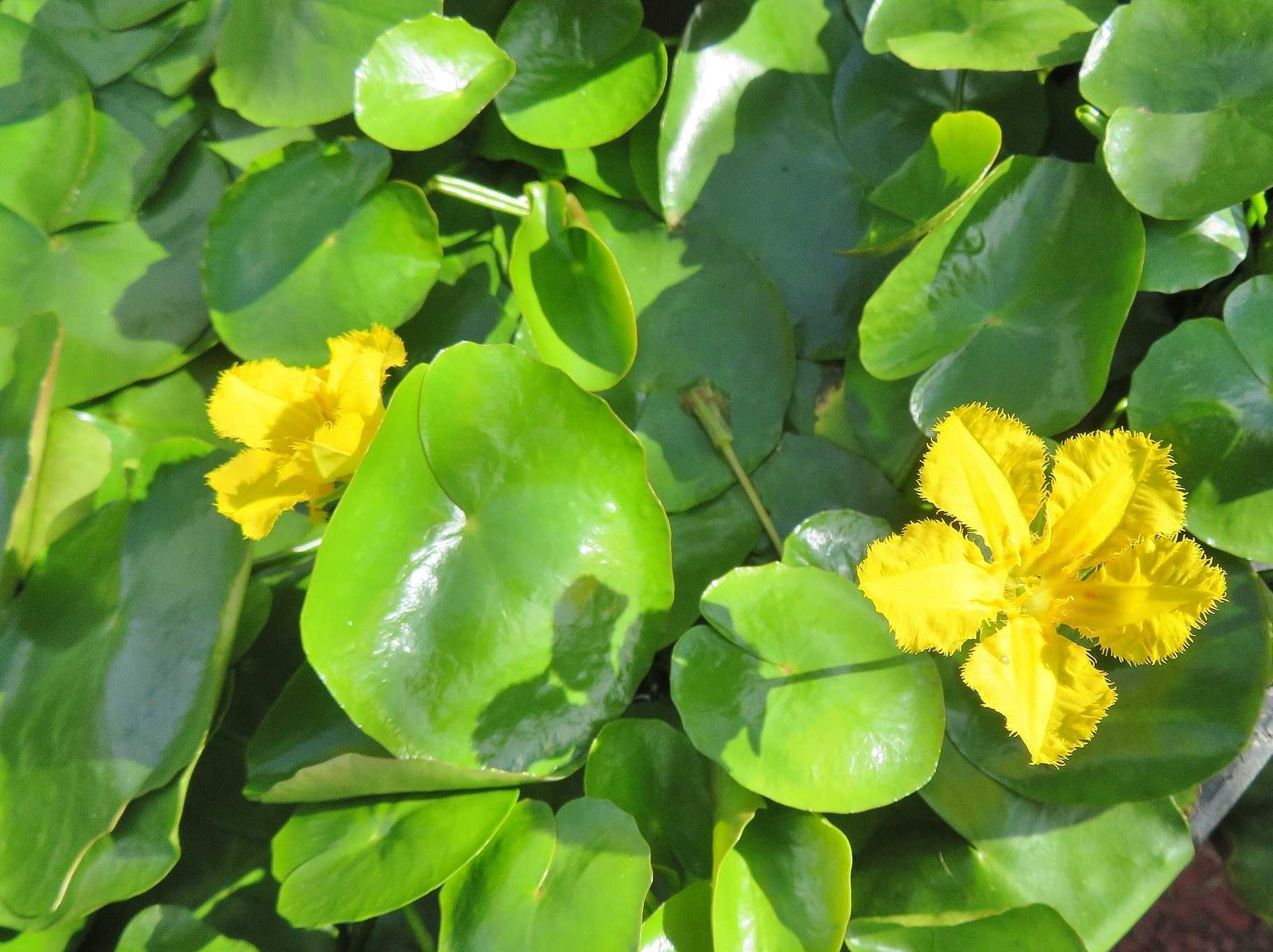 京都府立植物園で見た 水生植物 最終分 だい のひとりごと 楽天ブログ