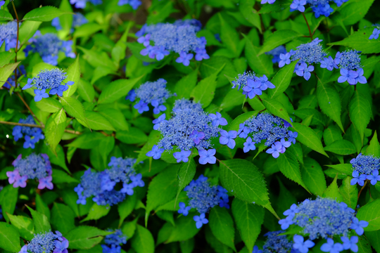 2016 06 06_6466.jpg