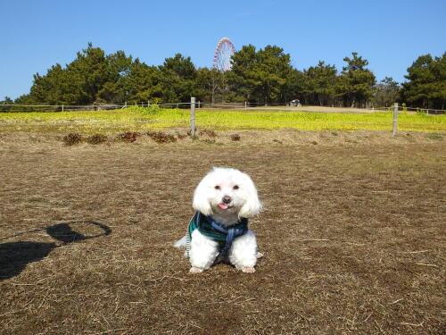 葛西臨海公園にて