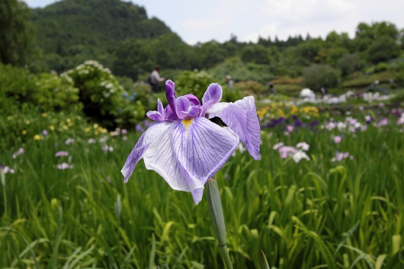 滝谷花しょうぶ園_005.jpg