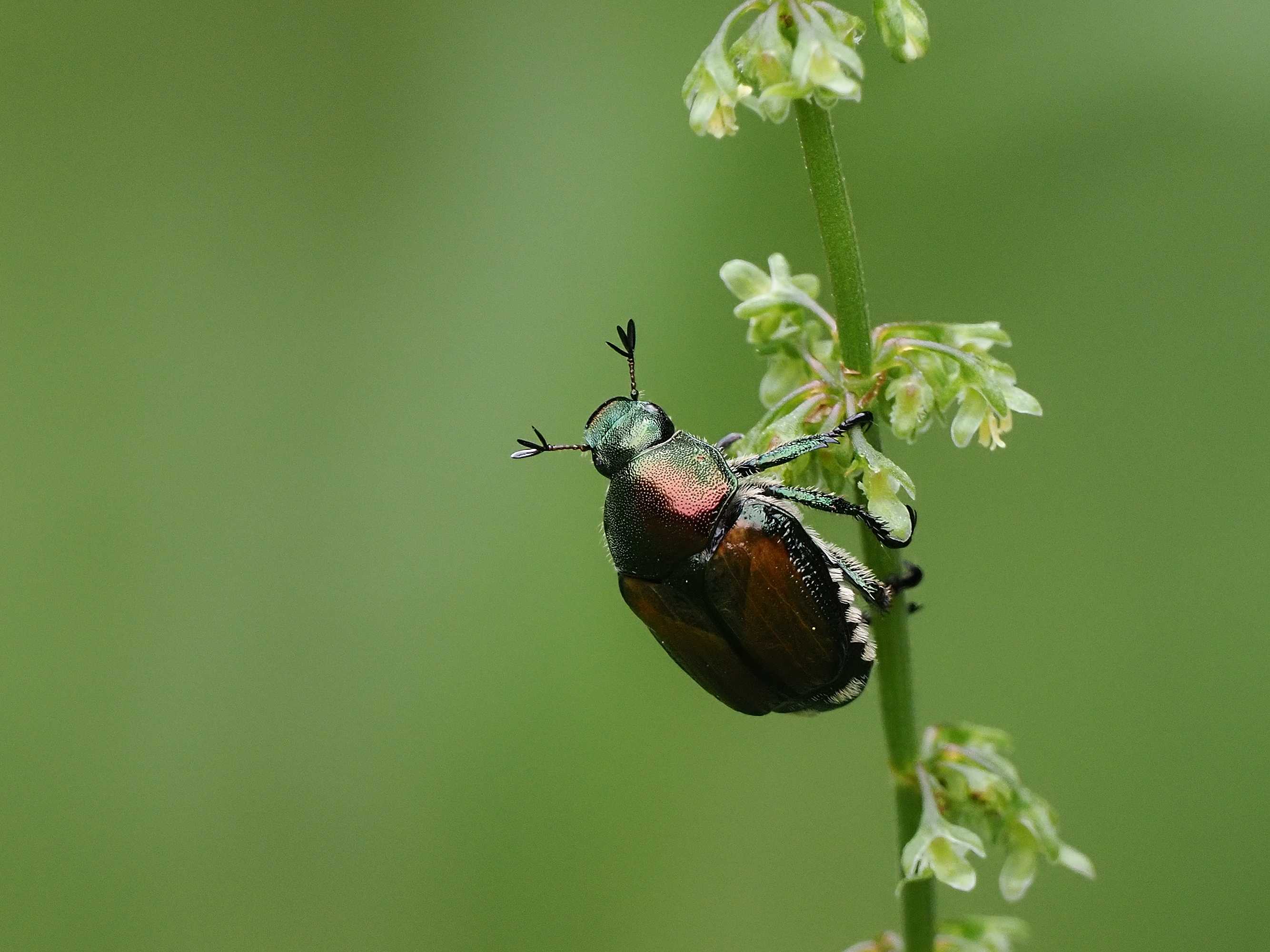 黄金虫 など | 花鳥風枝 - 楽天ブログ