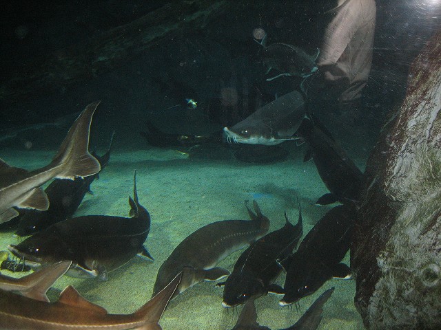 IMG_2339.jpg