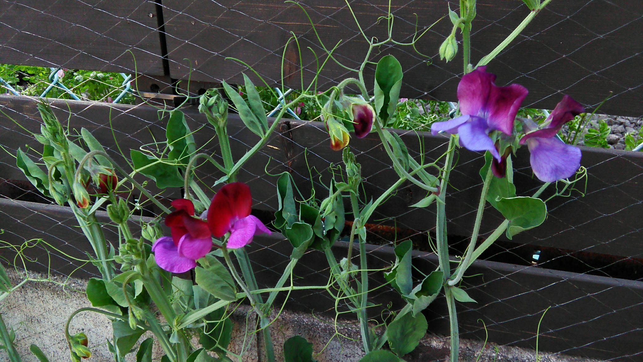 スイトピーの一番花が咲きました Miraiの庭 つれづれに 楽天ブログ