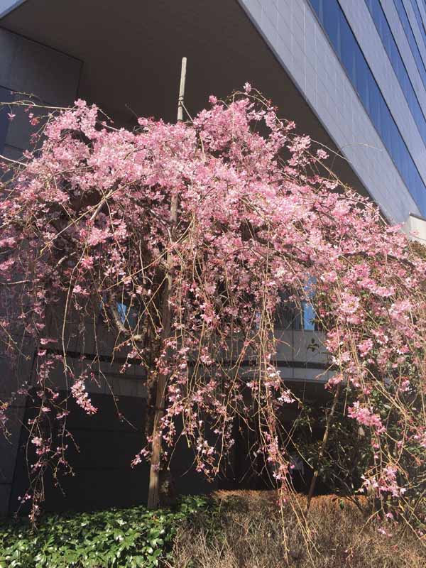 しだれ桜