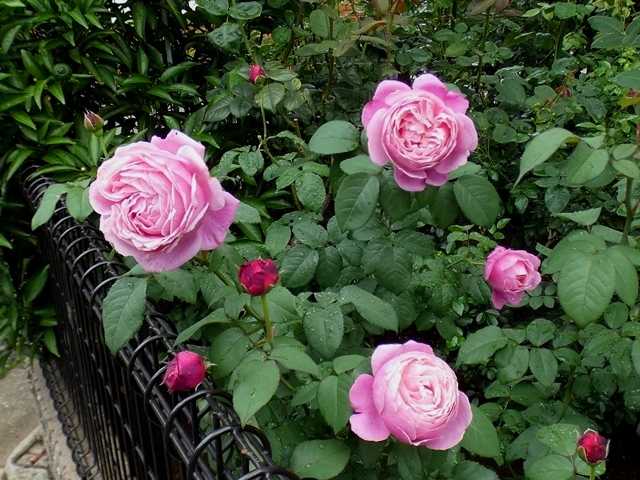 雨の中咲くバラ シャンテロゼミサト クロードモネ トロピカルシャーベット げんこつ剪定したダーシーバッセル バラの美と香りを求めて 楽天ブログ