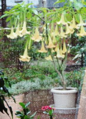 2017-09-25rain (2).JPG