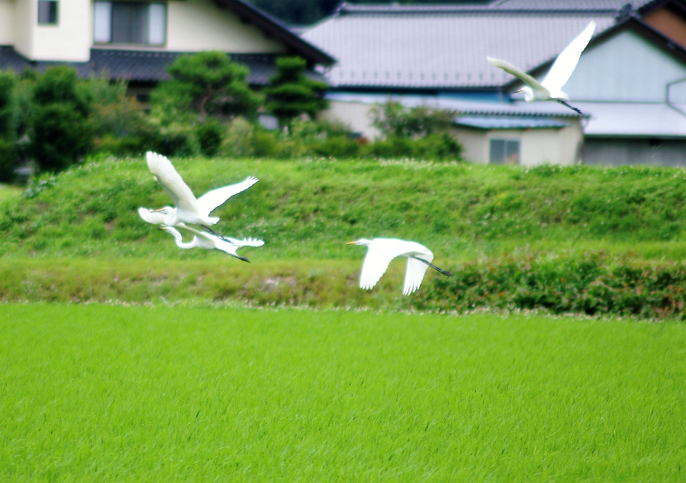 白鷺や伊那田を渡る風楽し 松久よしき 芳樹 のブログ 楽天ブログ