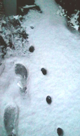 005zss のコピー.jpg