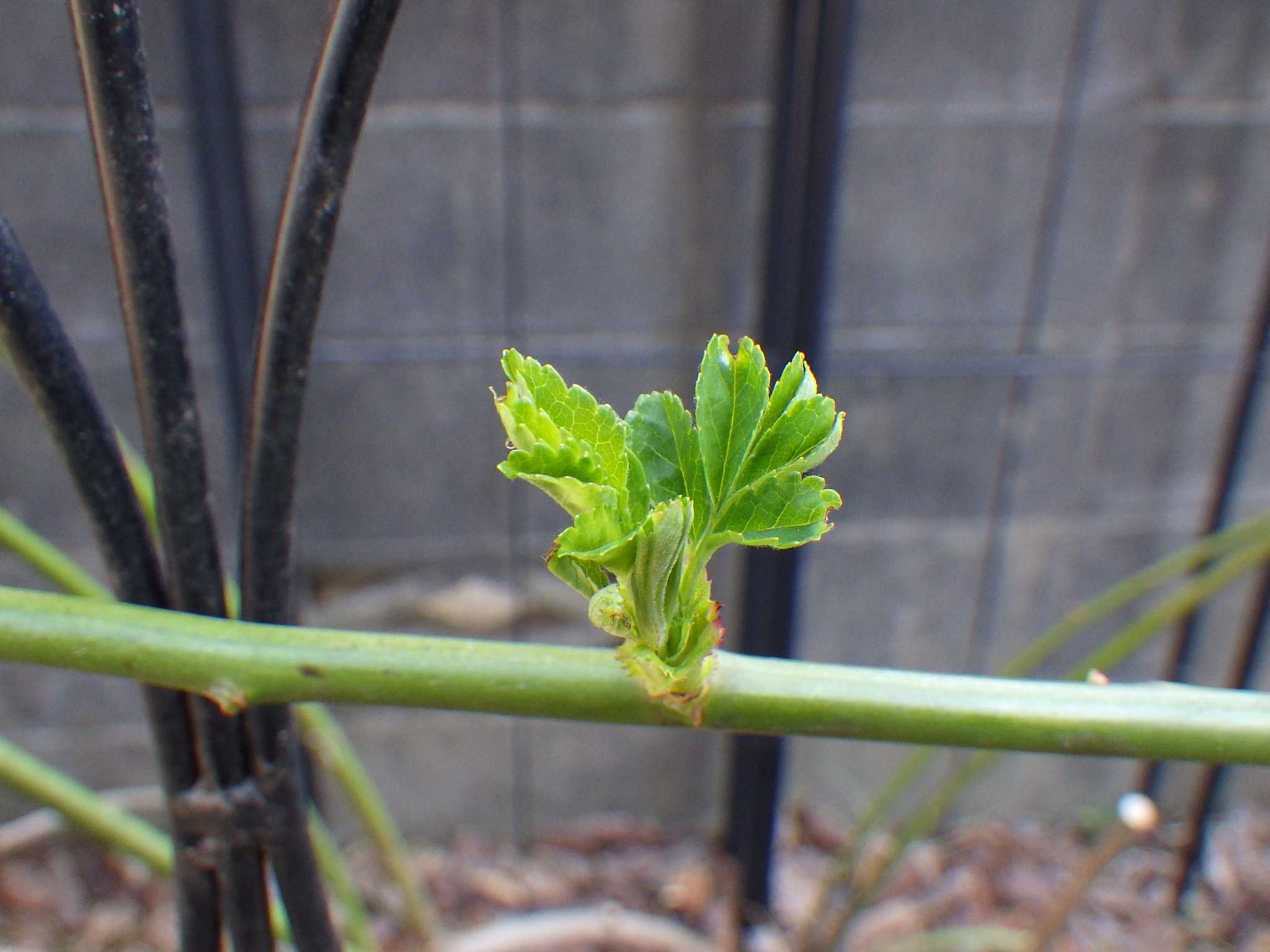 芽吹き始めのバラにオルトランdxを撒きました バラを咲かせることが好き 楽天ブログ