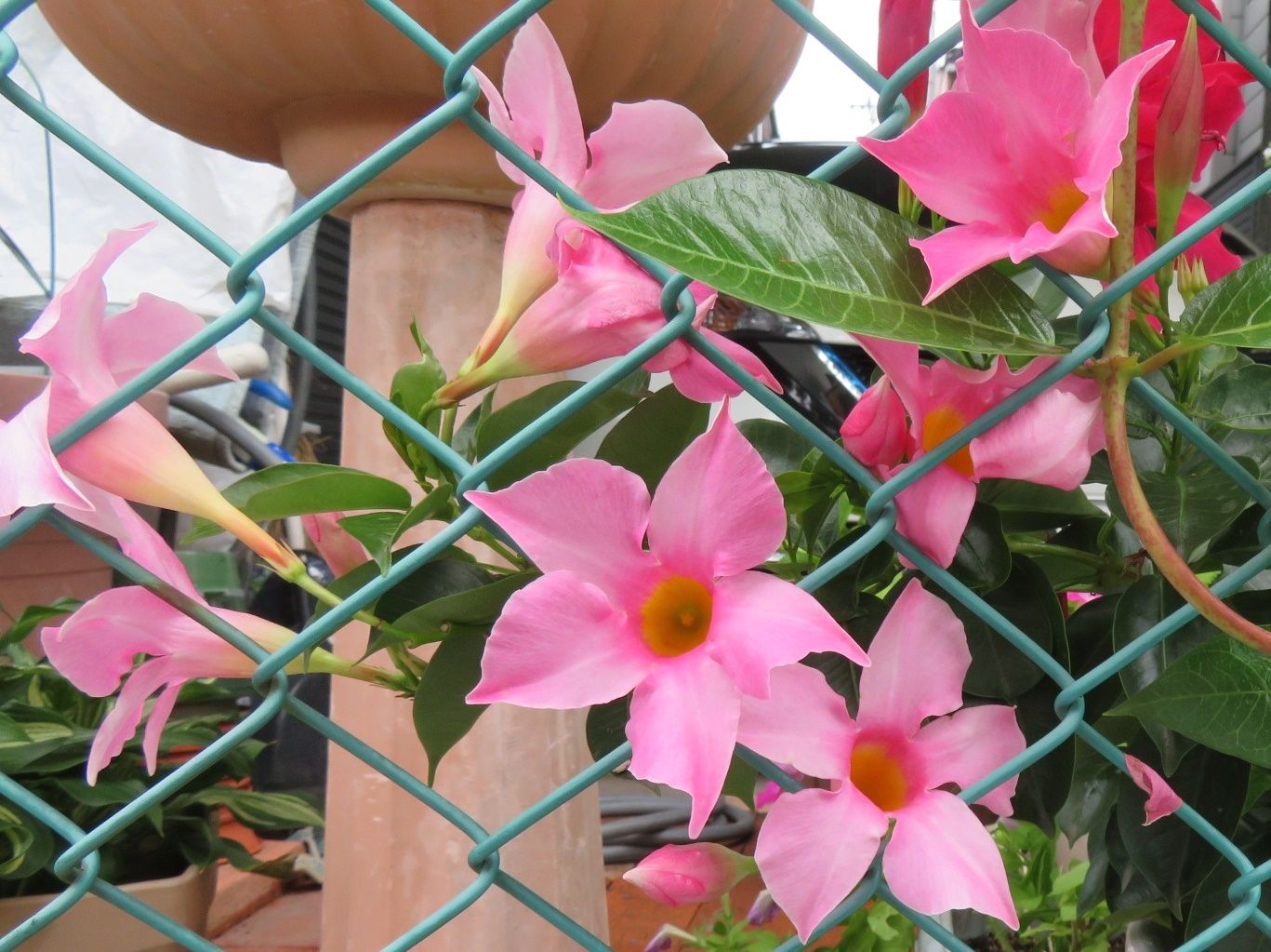 いよいよ8月 花はマンデビラ サンパラソル だい のひとりごと 楽天ブログ
