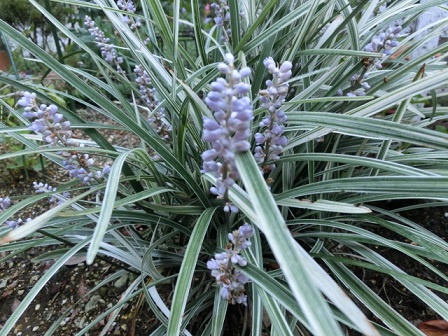 シルバードラゴン