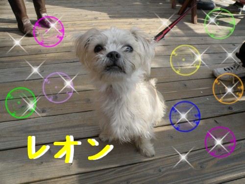 ﾚｵﾝ.JPG