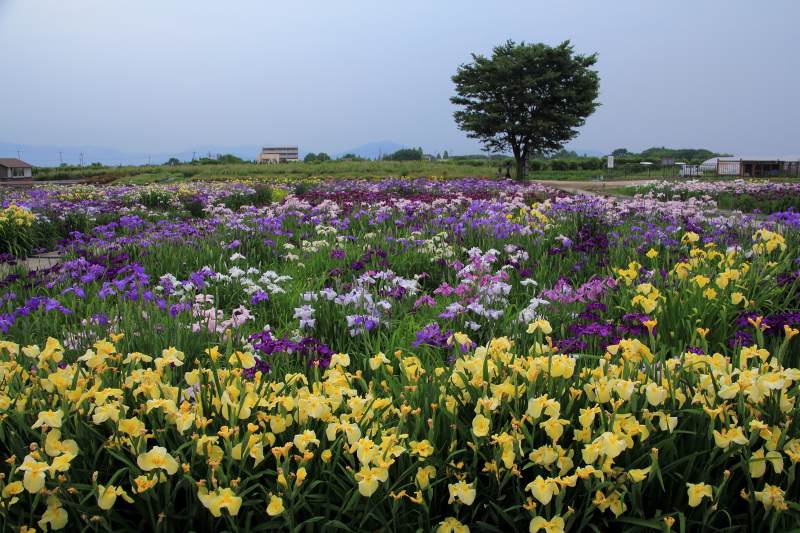 新旭花菖蒲園_2.jpg