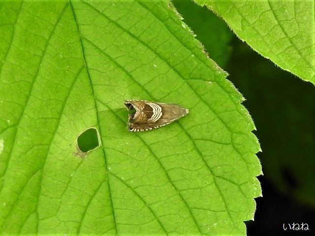 ヨツスジヒメシンクイ2019年8月31日