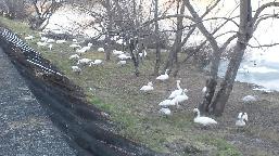 氷結の広瀬川からの避難