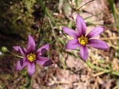 ニワゼキショウ