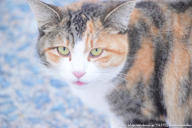 猿は噛まないよ!アメリカのバナナ生産が菌類の脅威にさらされている