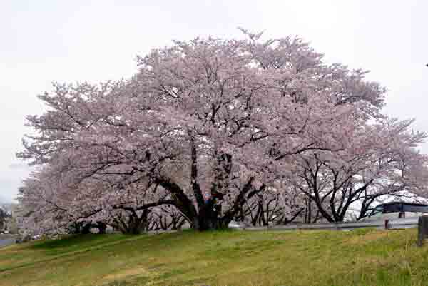 sakura1.jpg