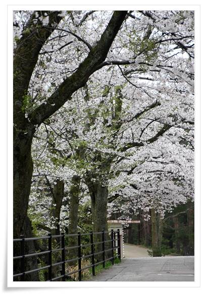 奥卯辰山健民公園・大池-3 15.4.13