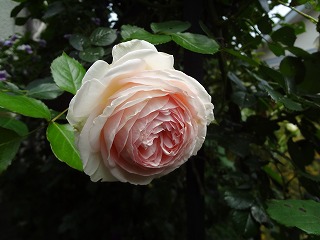 DSC01256.jpg